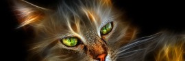 A Origem dos Gatos